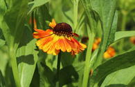 Herbst-Sonnenbraut 'Helena Red'