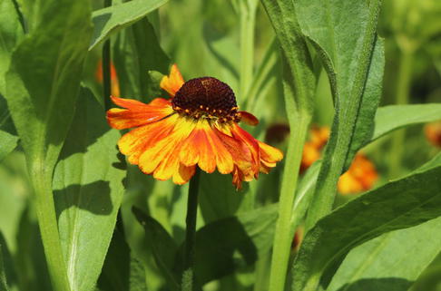 Herbst-Sonnenbraut 'Helena Red' - Helenium autumnale 'Helena Red'