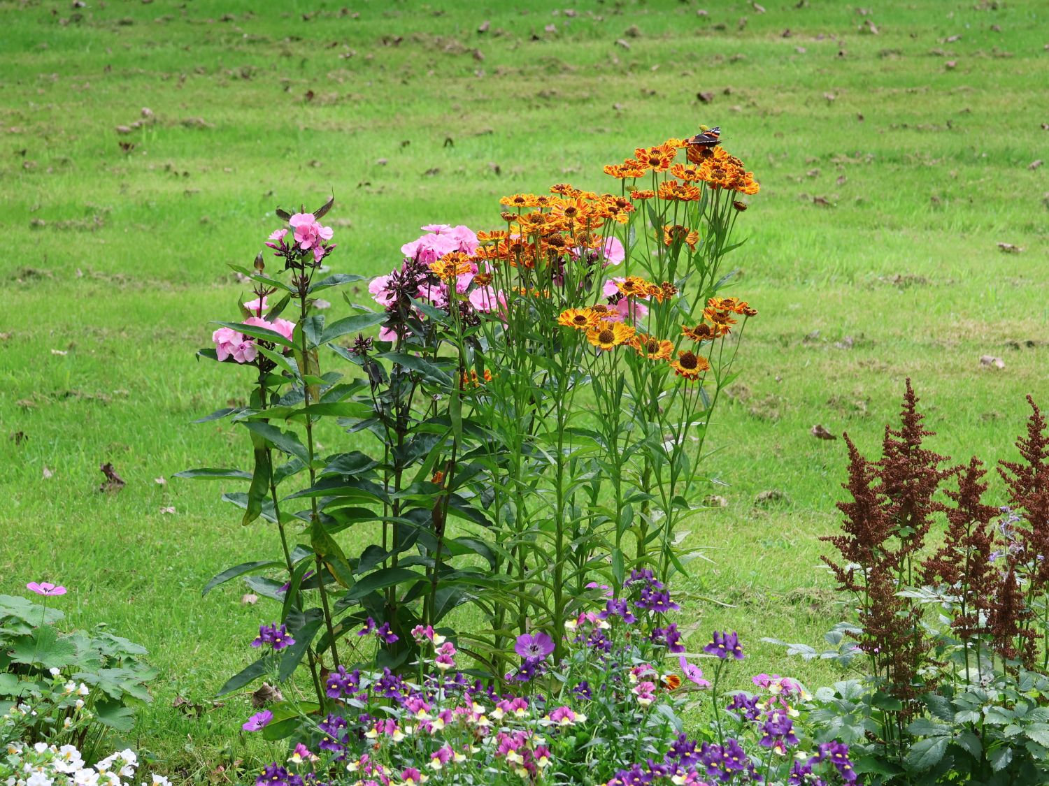 Herbst-Sonnenbraut Mariachi ® Serie 'Fuego' - Helenium autumnale Mariachi ® Serie 'Fuego'