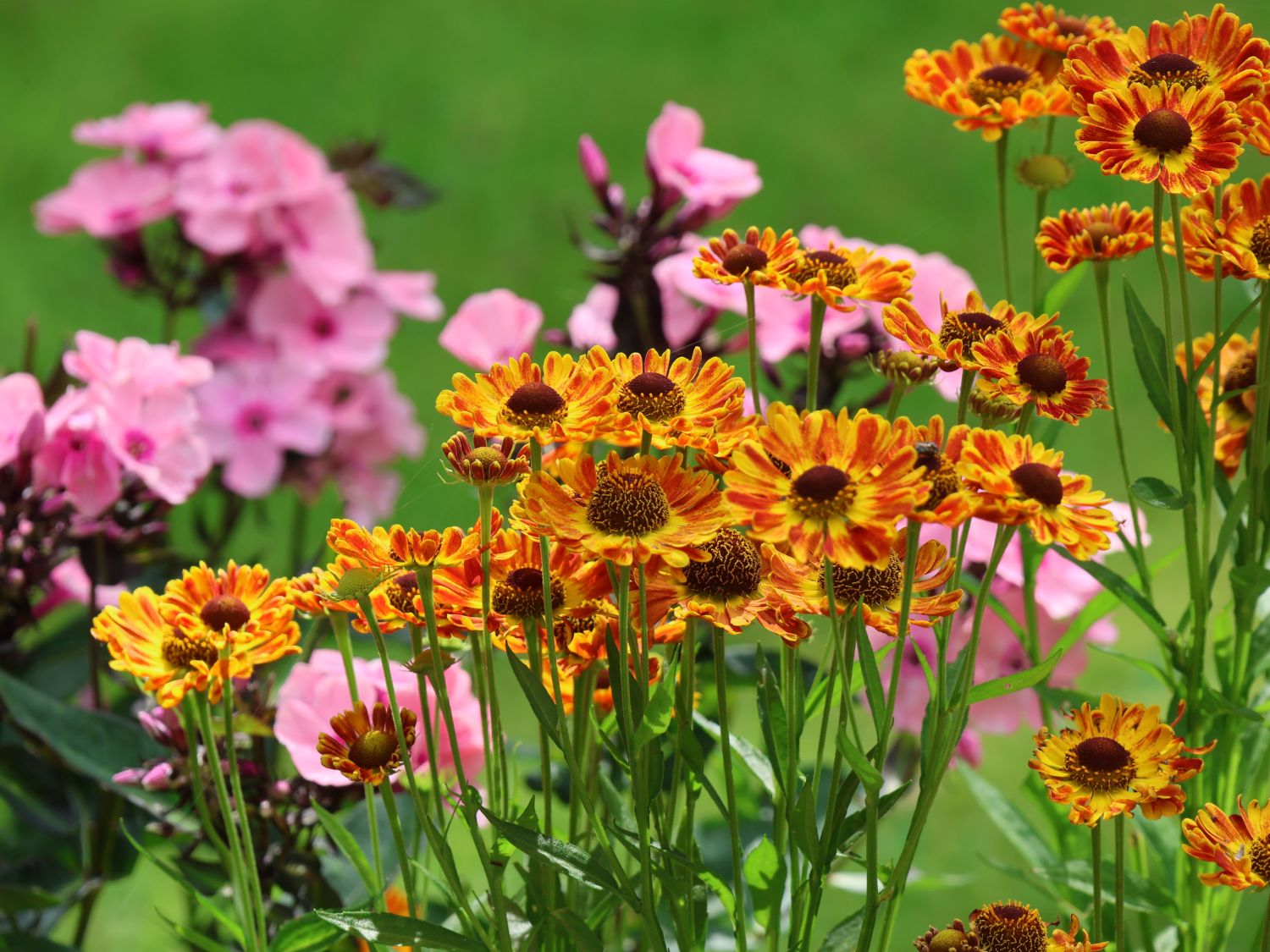 Herbst-Sonnenbraut Mariachi ® Serie 'Fuego' - Helenium autumnale Mariachi ® Serie 'Fuego'