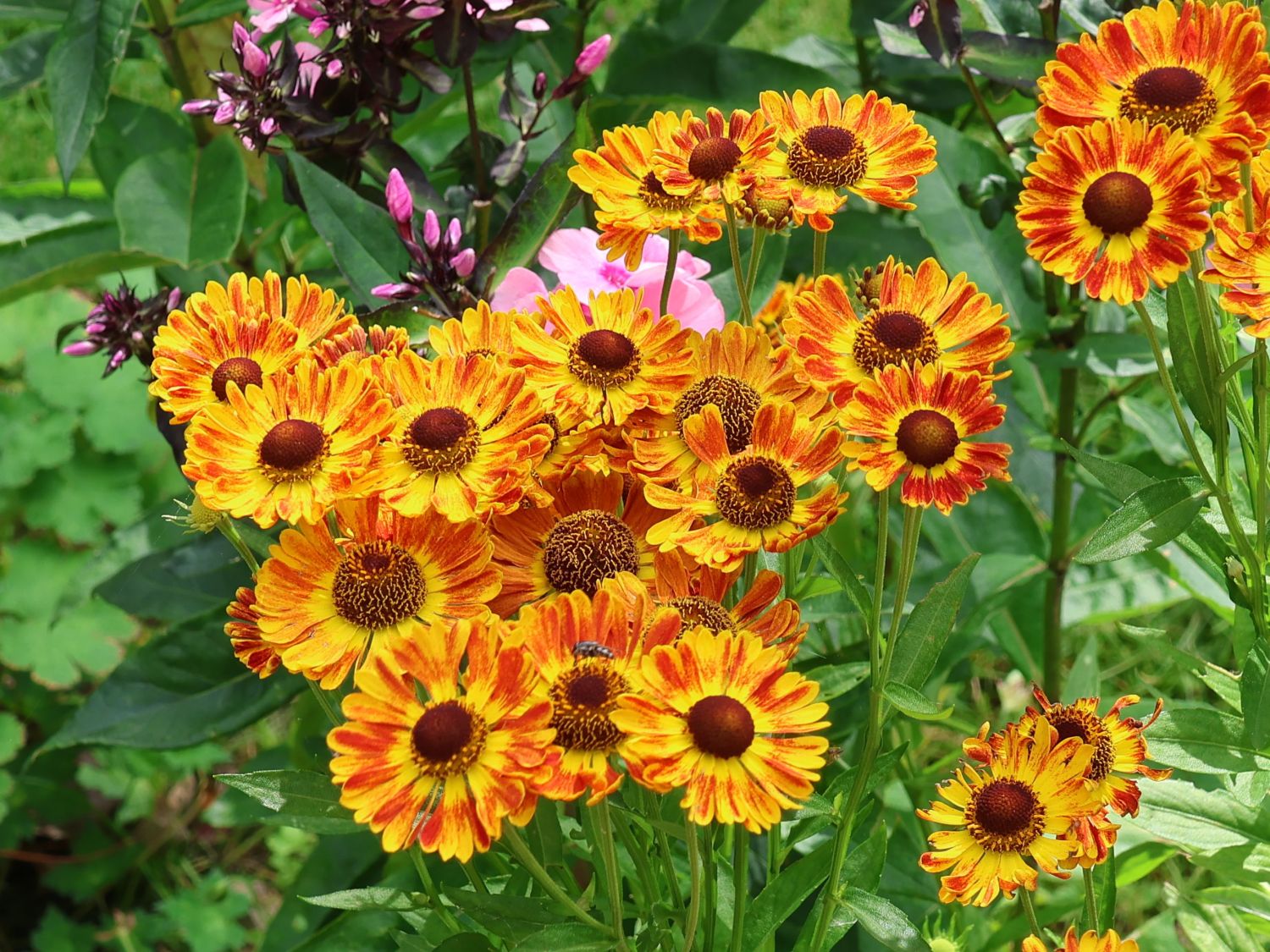 Herbst-Sonnenbraut Mariachi ® Serie 'Fuego' - Helenium autumnale Mariachi ® Serie 'Fuego'