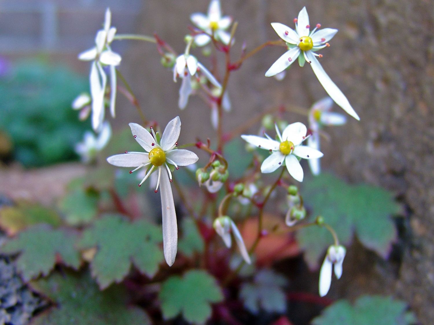 Herbst-Steinbrech 'Rokujo' - Saxifraga cortusifolia var. fortunei 'Rokujo'