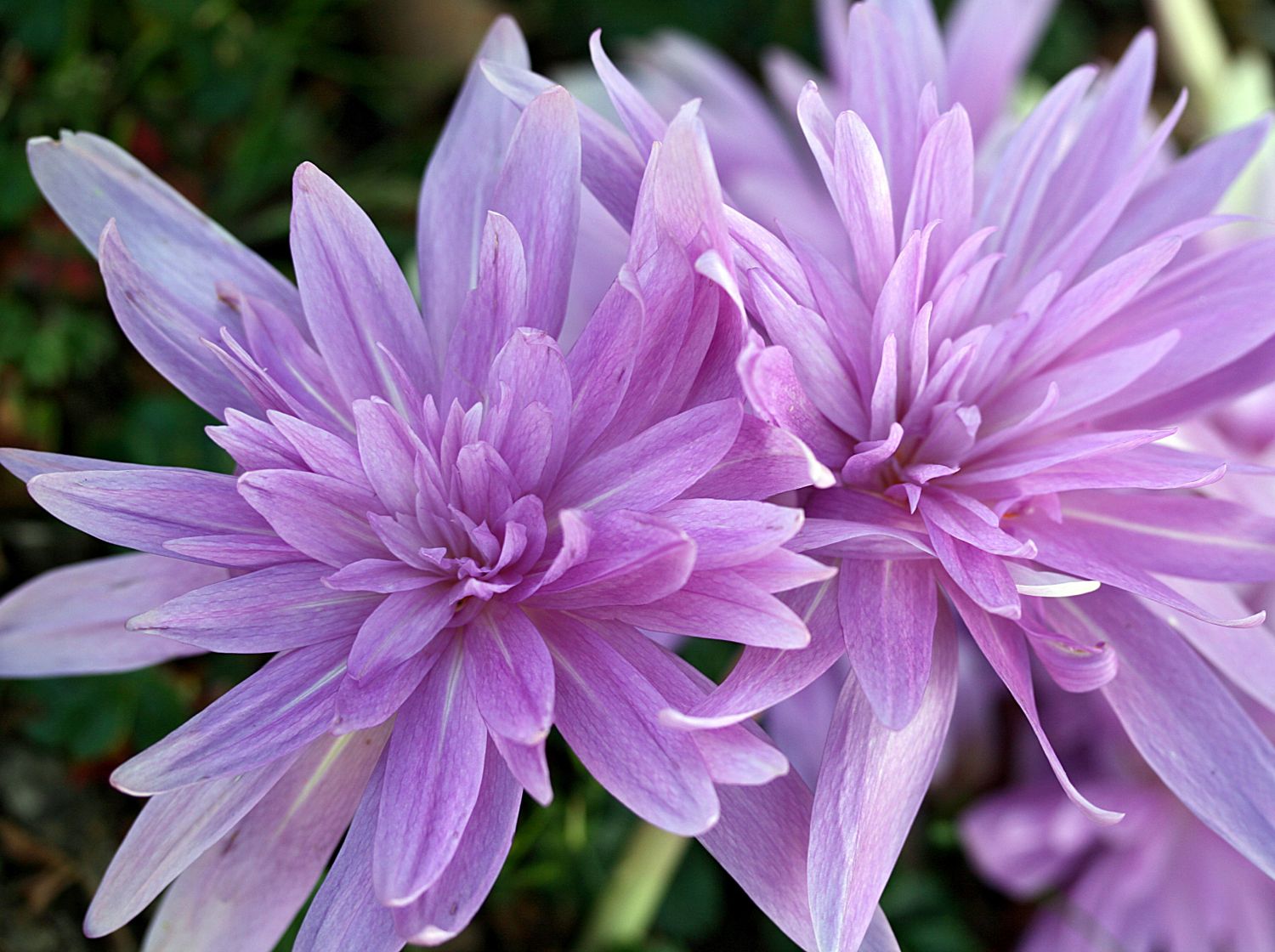 Zeitlosengewächse (Colchicaceae)