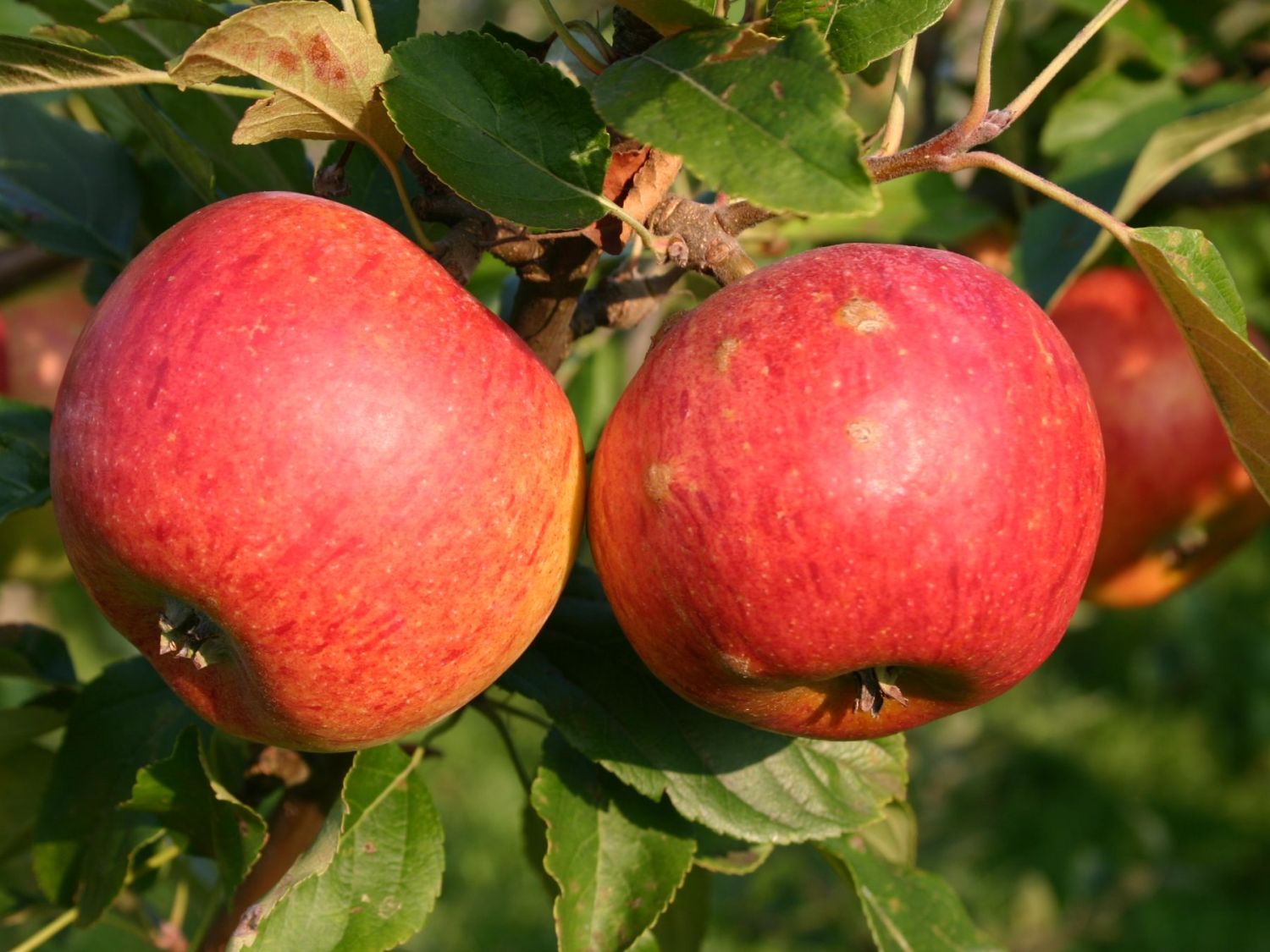 Herbstapfel 'Charles Ross'