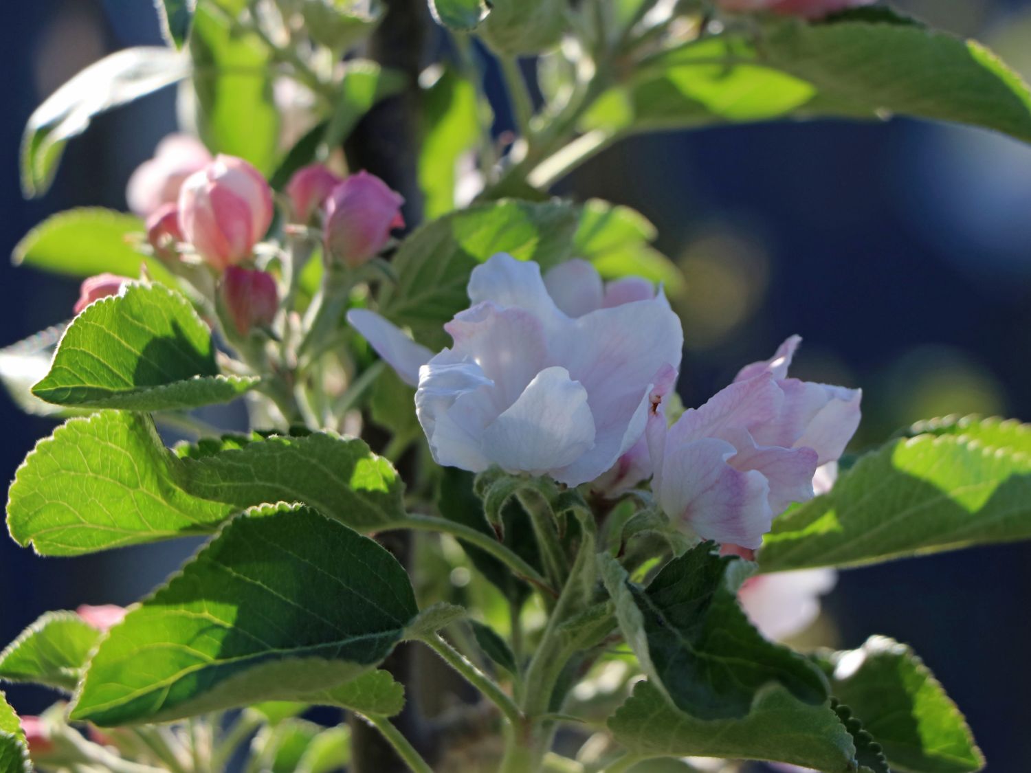 Herbstapfel 'Cox Orange' Renette - Malus 'Cox Orange' Renette