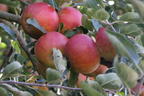 Herbstapfel 'Cox Orange' Renette - Malus 'Cox Orange' Renette