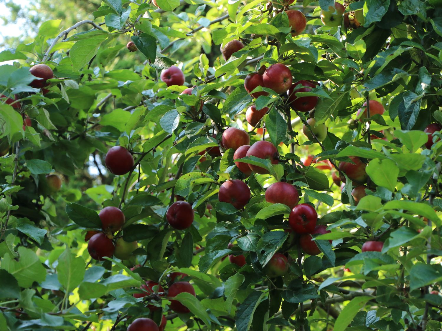 Herbstapfel 'Danziger Kantapfel' - Malus 'Danziger Kantapfel'