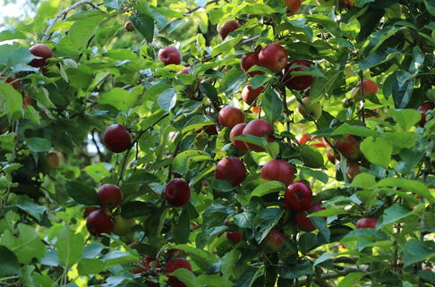 Herbstapfel 'Danziger Kantapfel' - Malus 'Danziger Kantapfel'