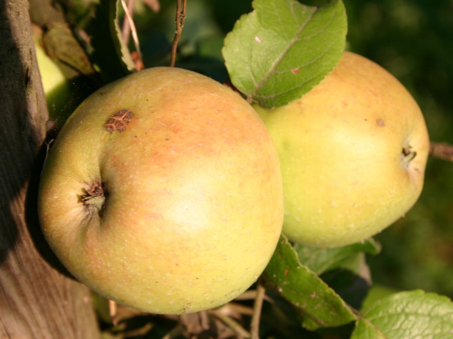 Herbstapfel 'Elise Rathke'