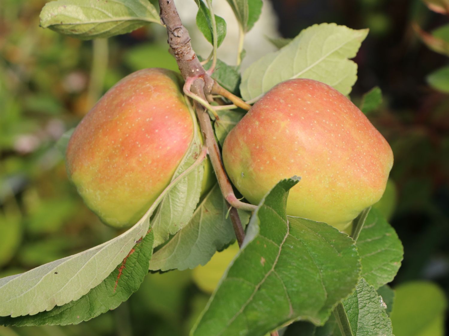 Herbstapfel 'Finkenwerder Herbstprinz'