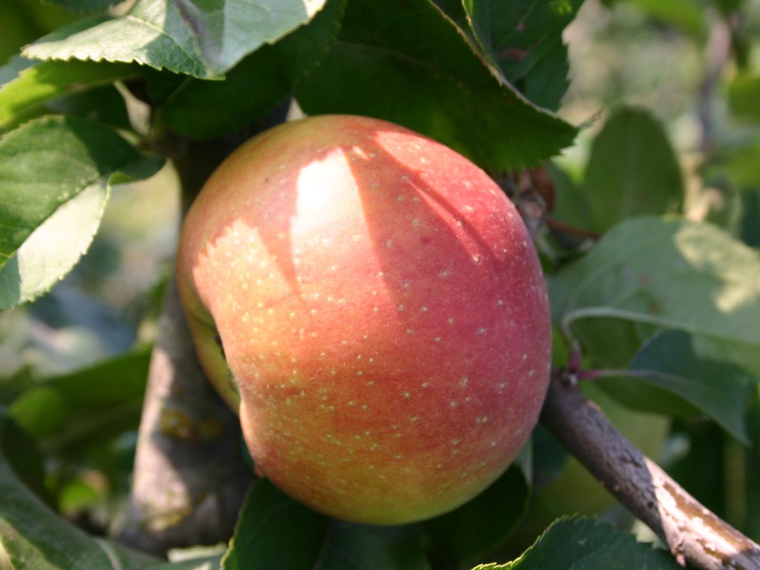 Herbstapfel 'Goldrenette von Blenheim'