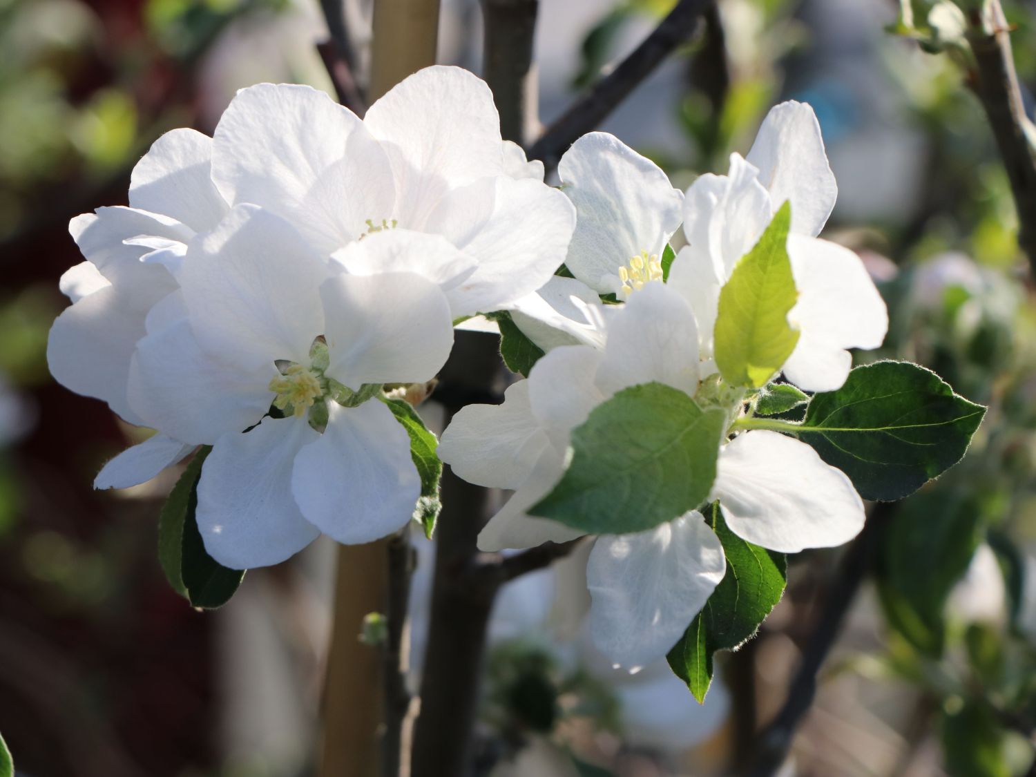Herbstapfel 'Gravensteiner' - Malus 'Gravensteiner'