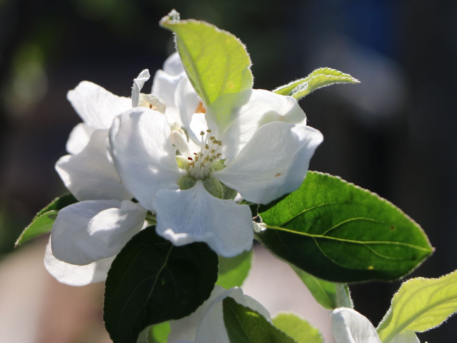 Herbstapfel 'Gravensteiner' - Malus 'Gravensteiner'