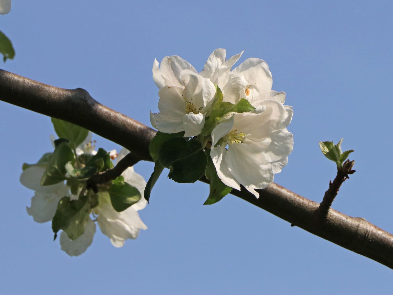 Herbstapfel 'Gravensteiner' - Malus 'Gravensteiner'