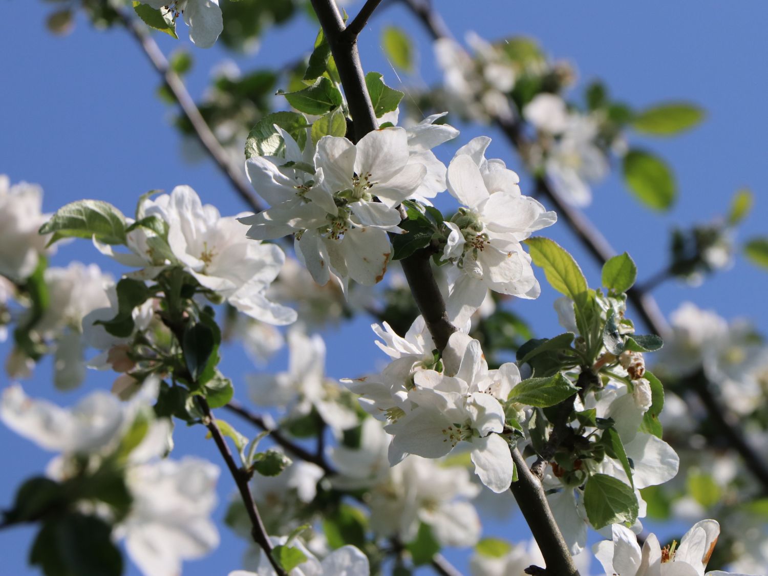 Herbstapfel 'Gravensteiner' - Malus 'Gravensteiner'