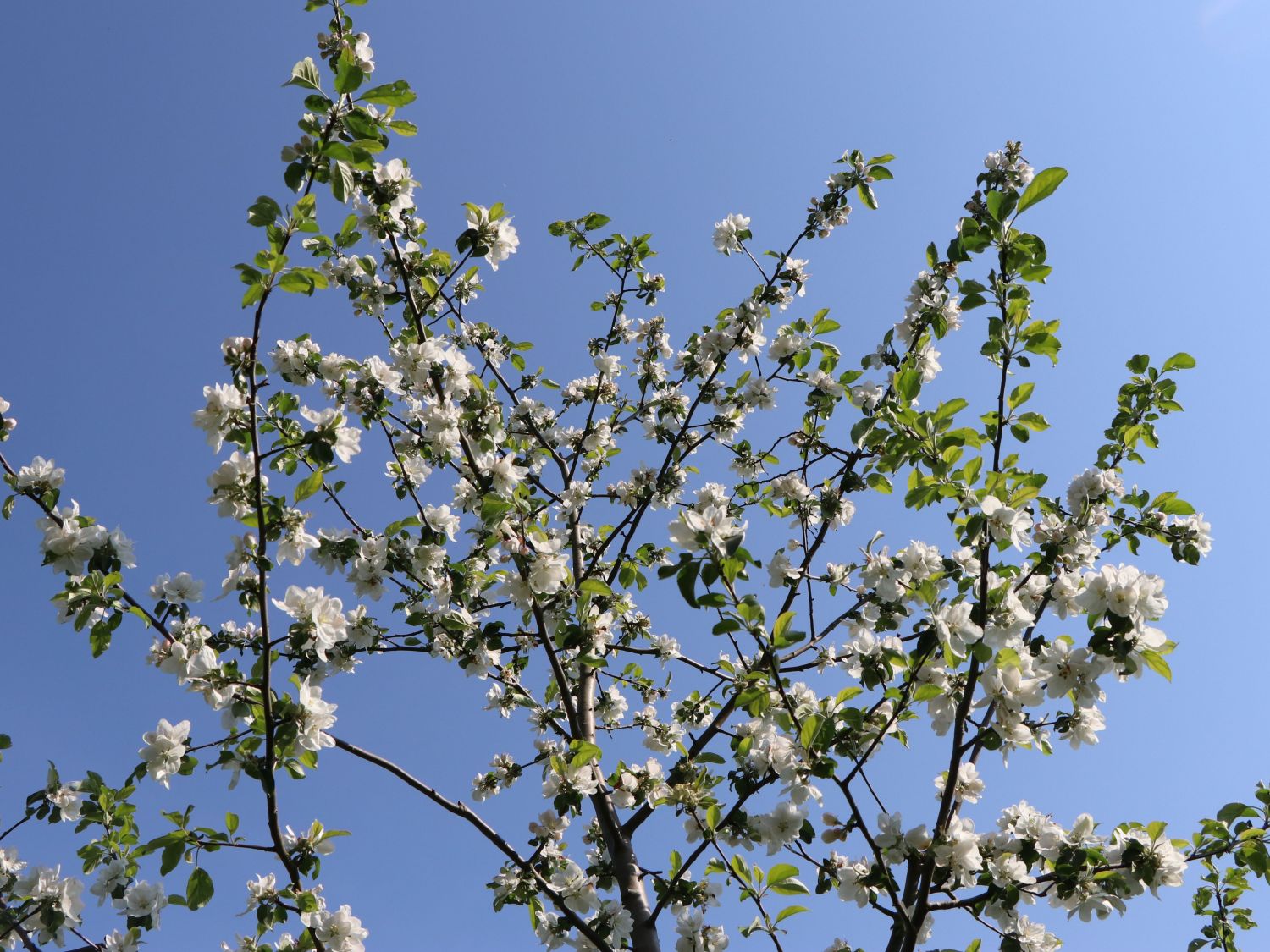 Herbstapfel 'Gravensteiner' - Malus 'Gravensteiner'