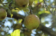 Herbstapfel 'Große Kasseler Renette'