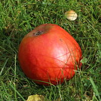Herbstapfel 'Holsteiner Cox' - Malus 'Holsteiner Cox'