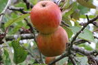 Herbstapfel 'Holsteiner Cox' - Malus 'Holsteiner Cox'