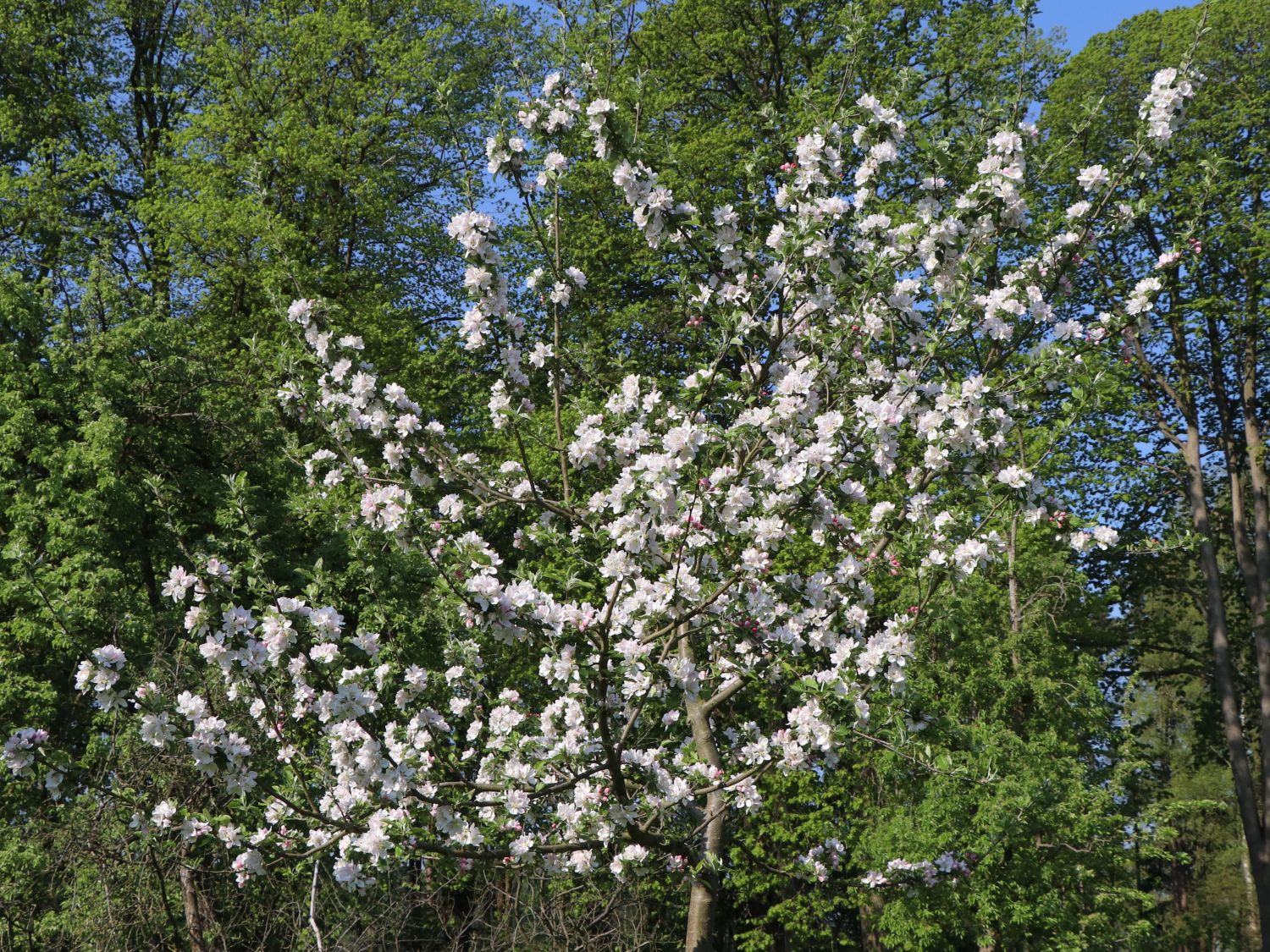 Herbstapfel 'Holsteiner Cox' - Malus 'Holsteiner Cox'