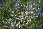 Herbstapfel 'Holsteiner Cox' - Malus 'Holsteiner Cox'