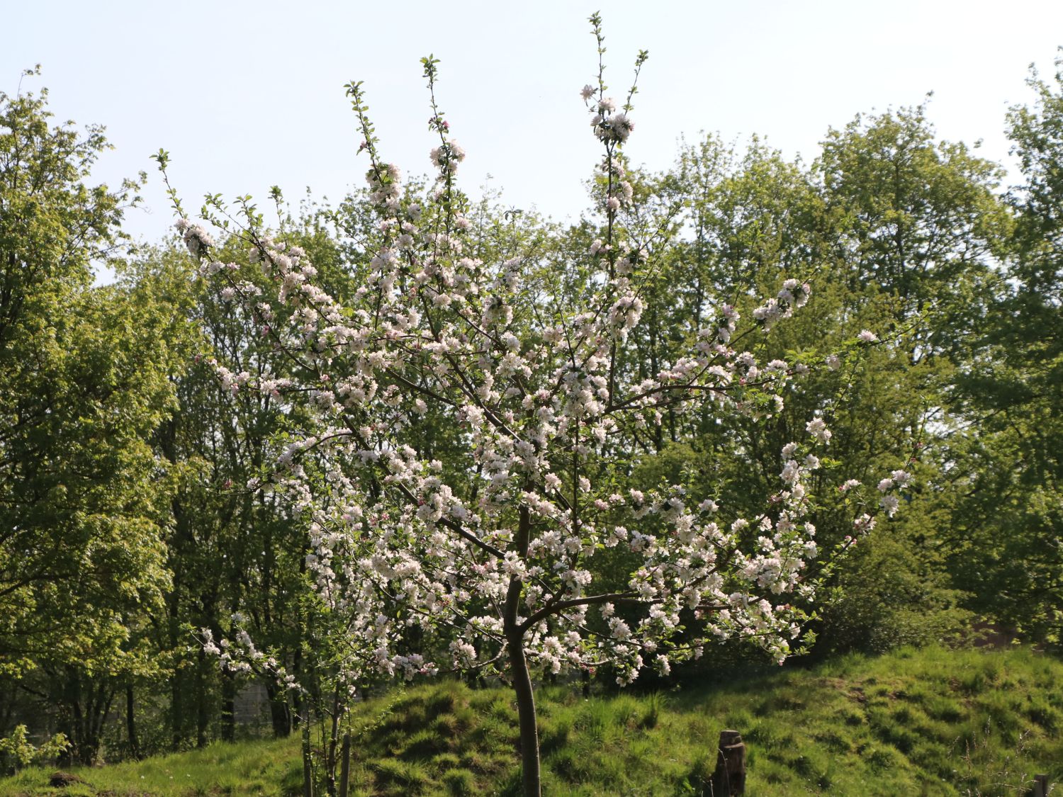 Herbstapfel 'Holsteiner Cox' - Malus 'Holsteiner Cox'