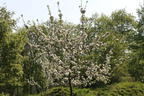Herbstapfel 'Holsteiner Cox' - Malus 'Holsteiner Cox'