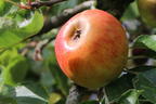 Herbstapfel 'Holsteiner Cox' - Malus 'Holsteiner Cox'