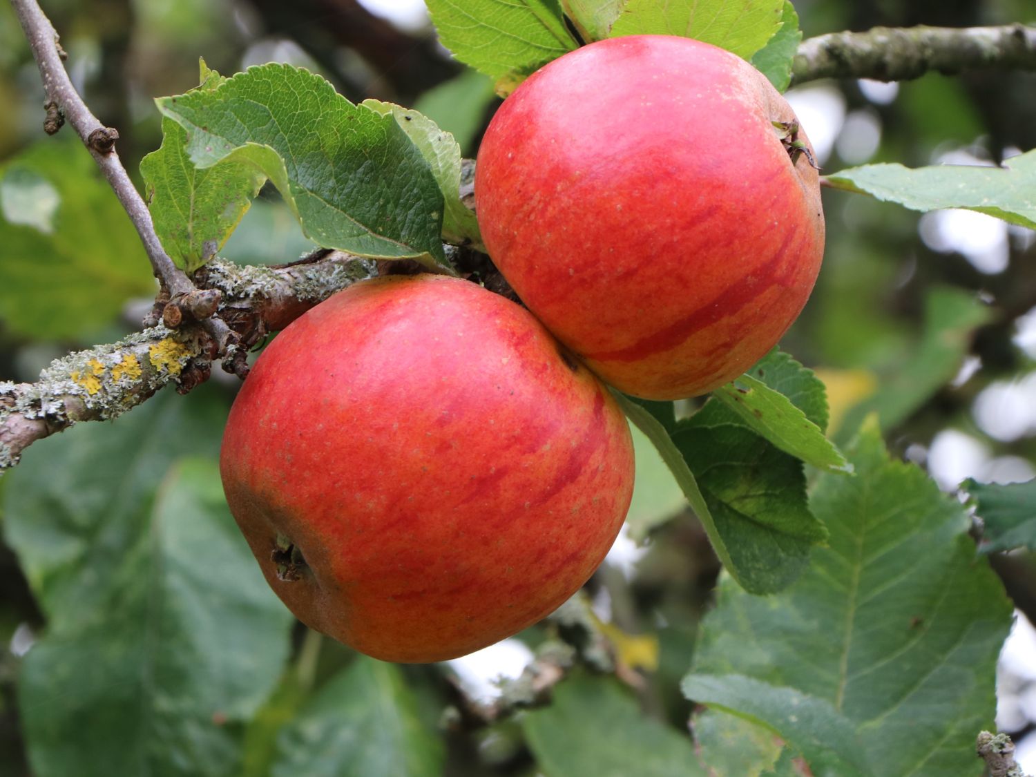 Herbstapfel 'Holsteiner Cox' - Malus 'Holsteiner Cox'