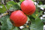 Herbstapfel 'Holsteiner Cox' - Malus 'Holsteiner Cox'