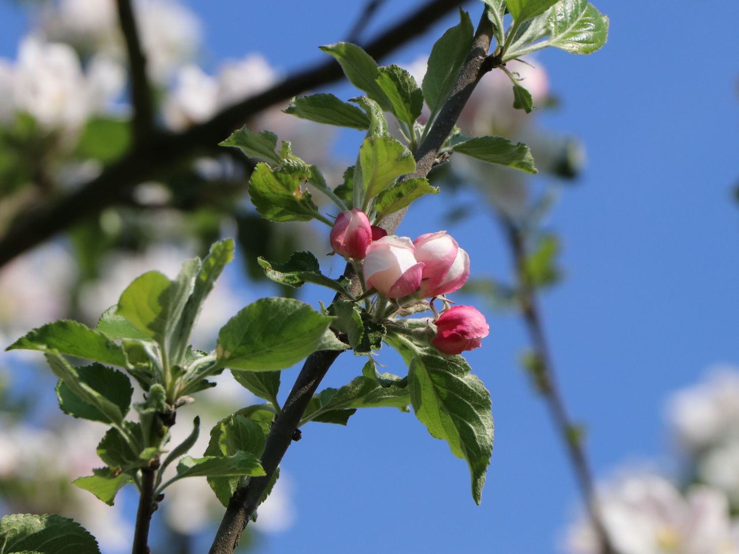 Herbstapfel 'Holsteiner Cox' - Malus 'Holsteiner Cox'