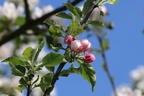 Herbstapfel 'Holsteiner Cox' - Malus 'Holsteiner Cox'