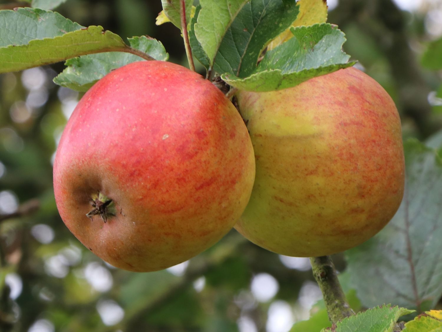 Herbstapfel 'Holsteiner Cox' - Malus 'Holsteiner Cox'
