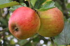 Herbstapfel 'Holsteiner Cox' - Malus 'Holsteiner Cox'