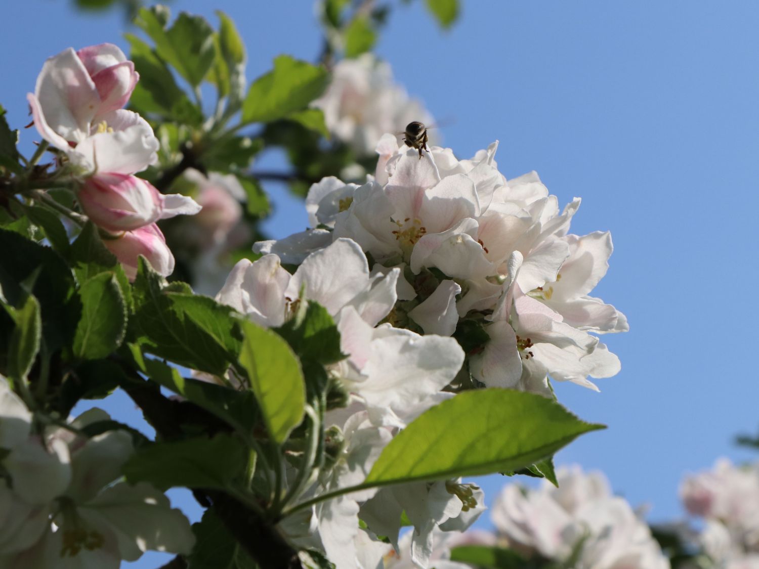 Herbstapfel 'Holsteiner Cox' - Malus 'Holsteiner Cox'