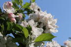 Herbstapfel 'Holsteiner Cox' - Malus 'Holsteiner Cox'