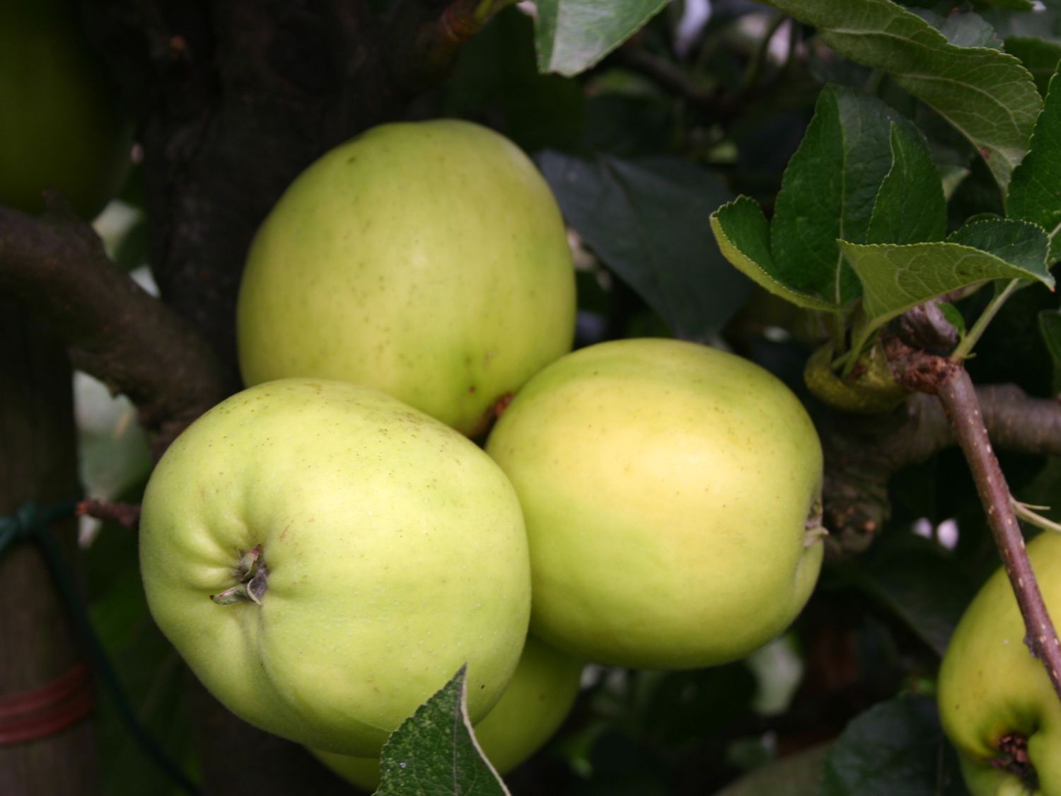 Herbstapfel 'Holsteiner Zitronenapfel'
