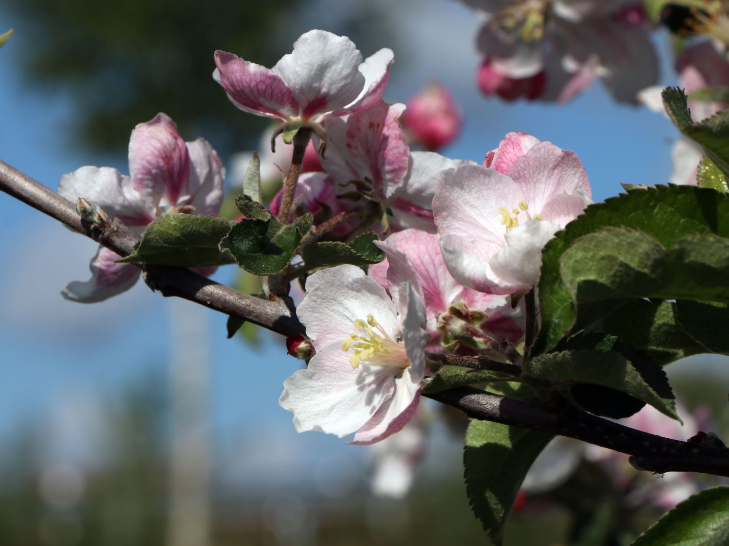 Herbstapfel 'Joachim Gauck' - Malus 'Joachim Gauck'