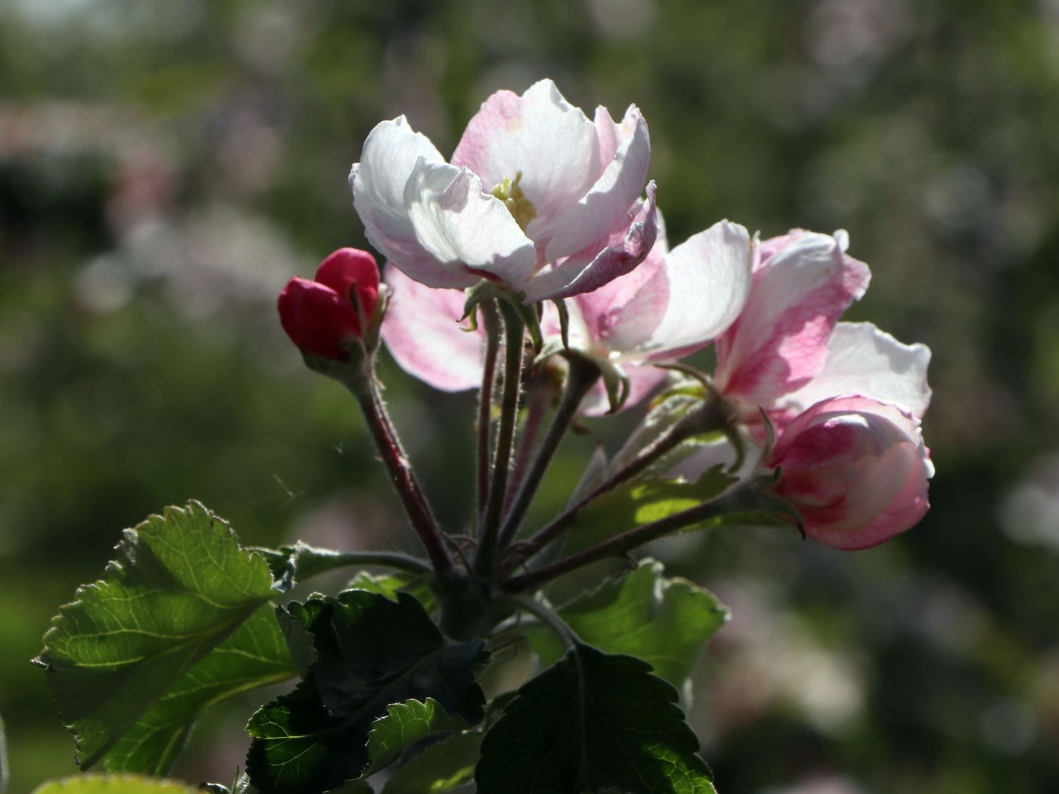 Herbstapfel 'Joachim Gauck' - Malus 'Joachim Gauck'