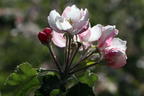 Herbstapfel 'Joachim Gauck' - Malus 'Joachim Gauck'
