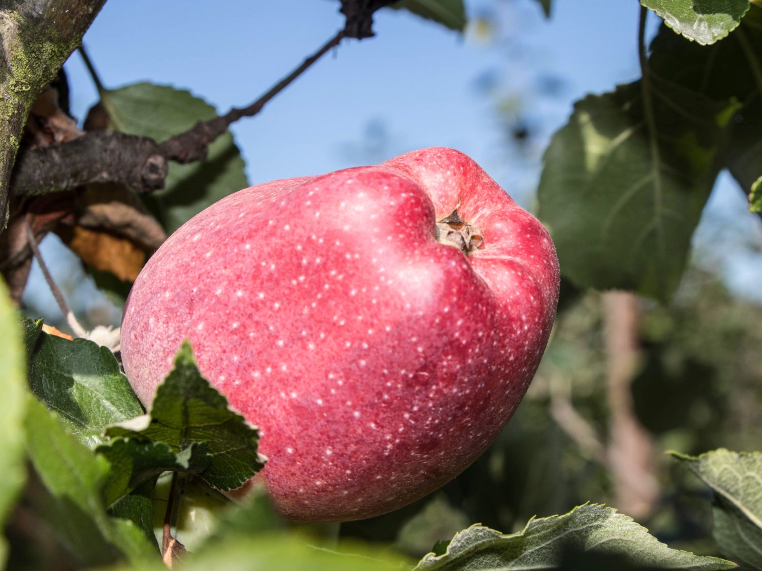 Herbstapfel 'Maren Nissen'