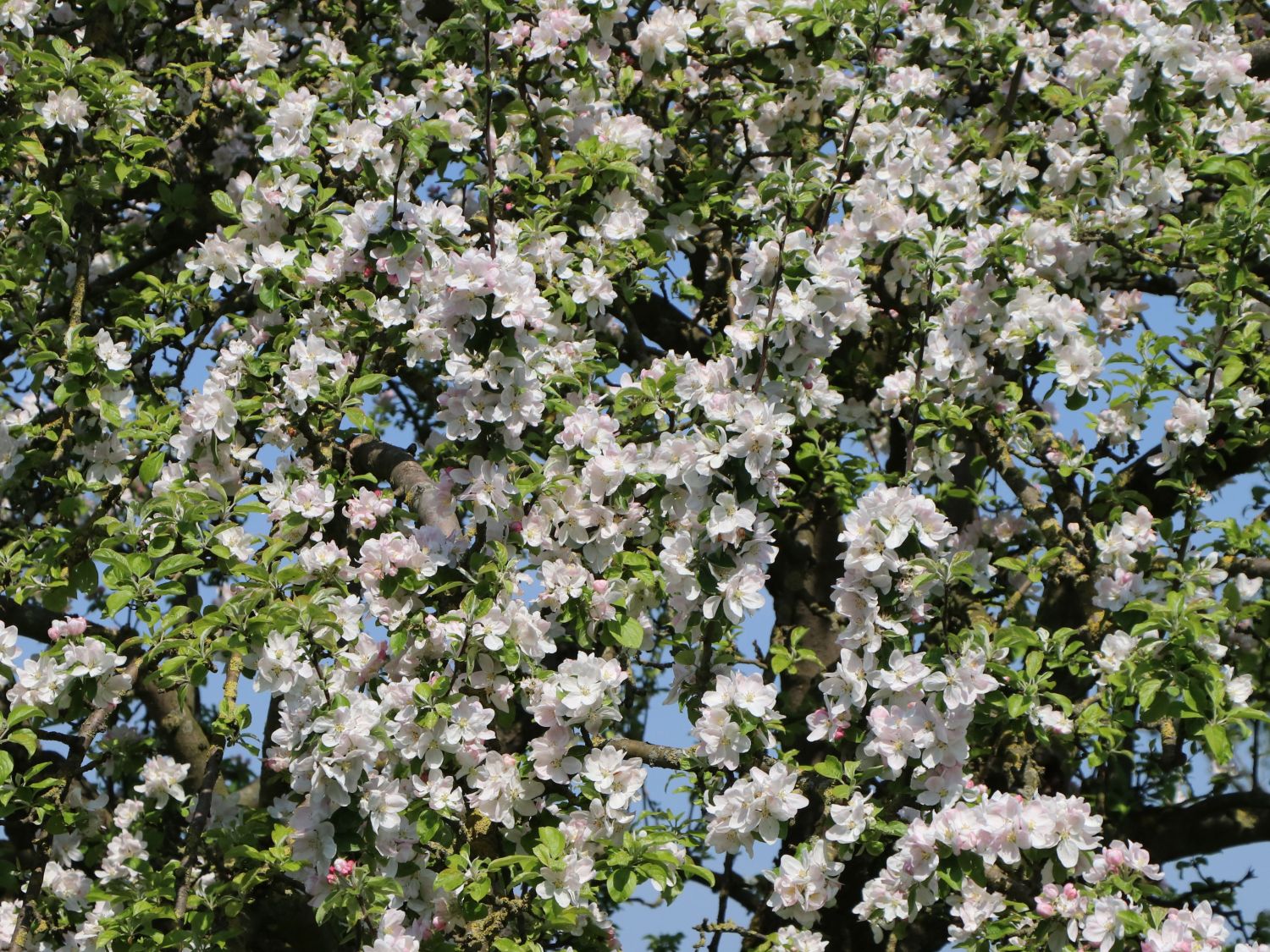Herbstapfel 'Merkur' ® - Malus 'Merkur' ®
