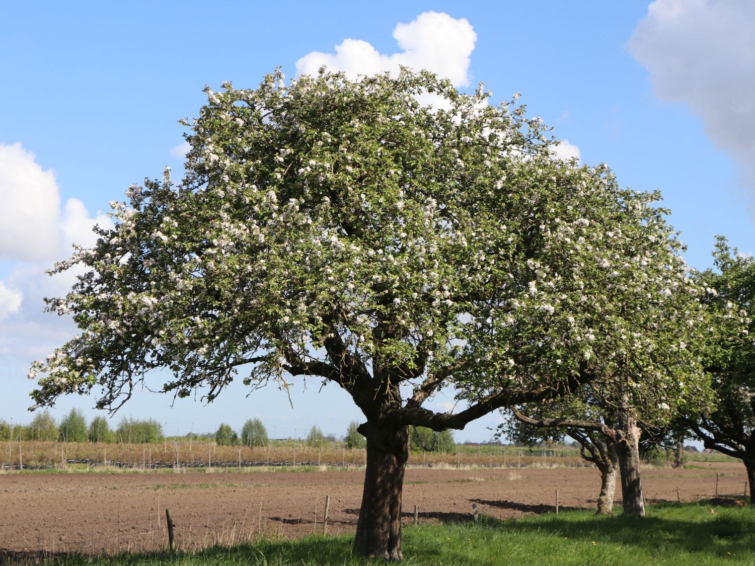 Herbstapfel 'Merkur' ® - Malus 'Merkur' ®