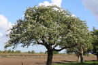 Herbstapfel 'Merkur' ® - Malus 'Merkur' ®