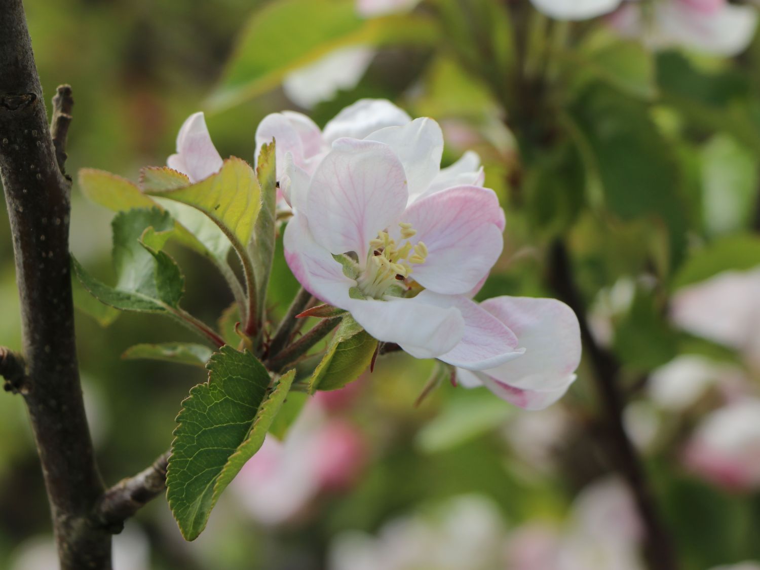 Herbstapfel 'Merkur' ® - Malus 'Merkur' ®