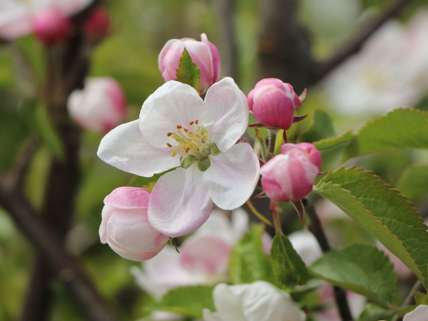 Herbstapfel 'Merkur' ® - Malus 'Merkur' ®