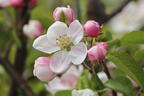 Herbstapfel 'Merkur' ® - Malus 'Merkur' ®