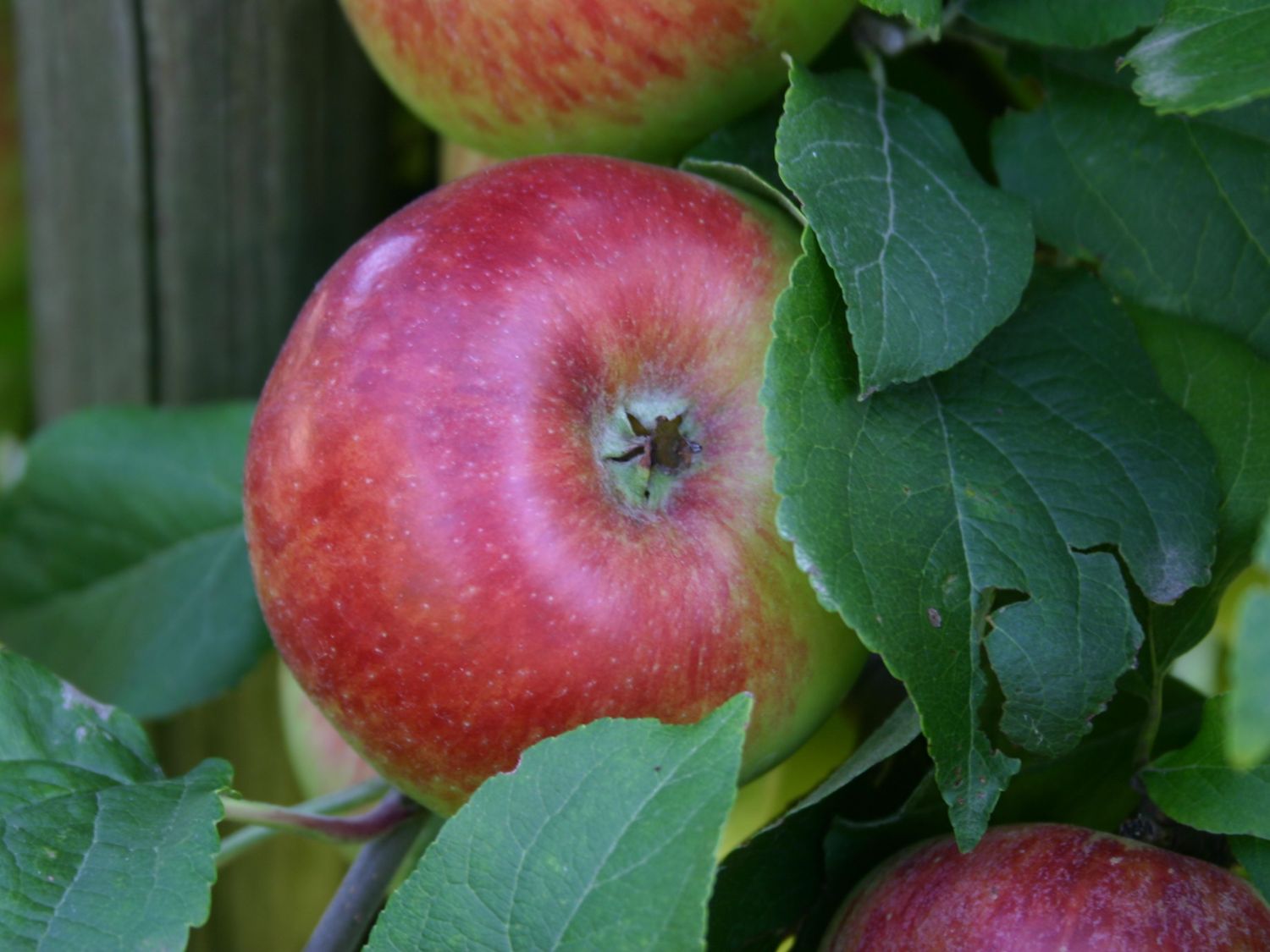 Herbstapfel 'Prinz Albrecht von Preußen'