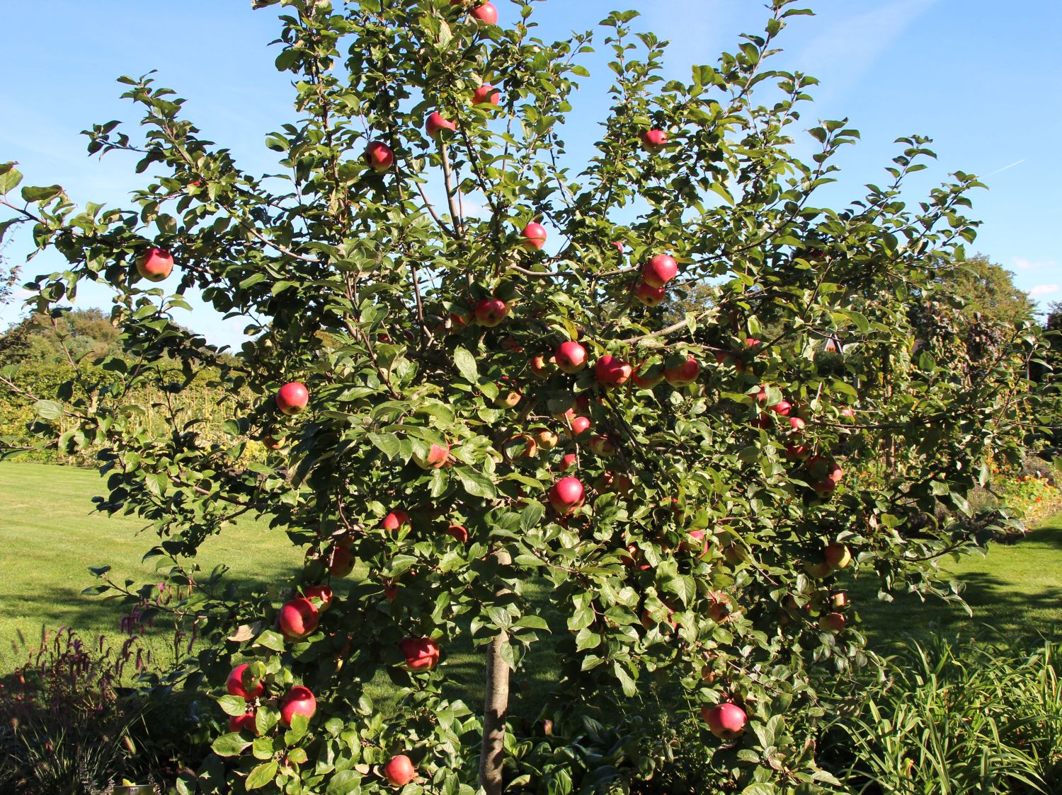 Äpfel (Malus)