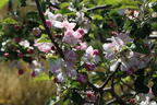 Herbstapfel 'Recolor' ® - Malus domestica 'Recolor' ®